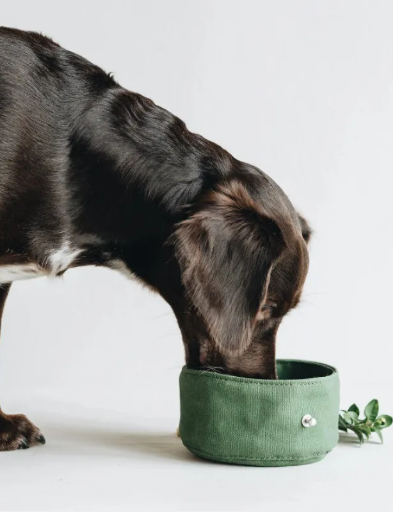 Canvas Portable Dog Dining Kit